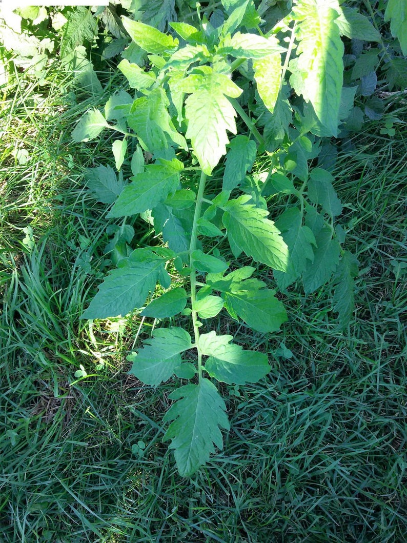 Aunt Ruby's German Green Tomato Seeds Organically Grown, non-GMO, Heirloom, Made in Wisconsin USA image 4