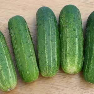 Wisconsin SMR-58 Cucumber Seeds