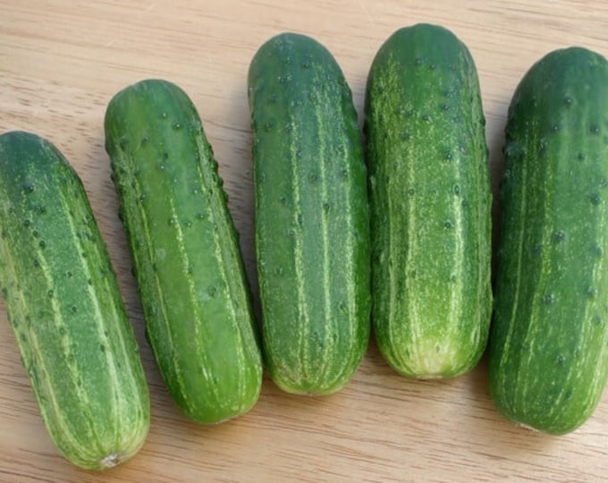 Wisconsin SMR-58 Cucumber Seeds