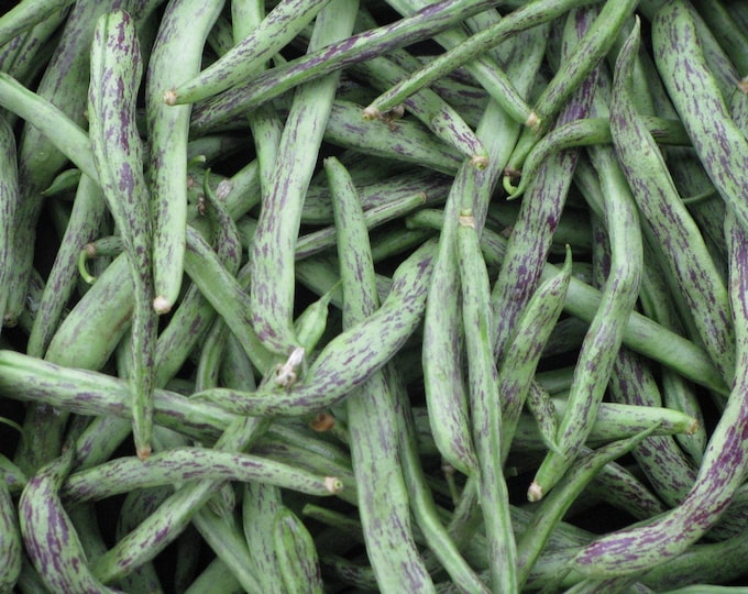 Rattlesnake Pole Snap Bean Seed