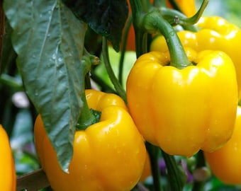 Sunbright Sweet Bell Pepper Seeds -- Organically Grown, non-GMO, Open-Pollinated, Heirloom, Made in Wisconsin - USA