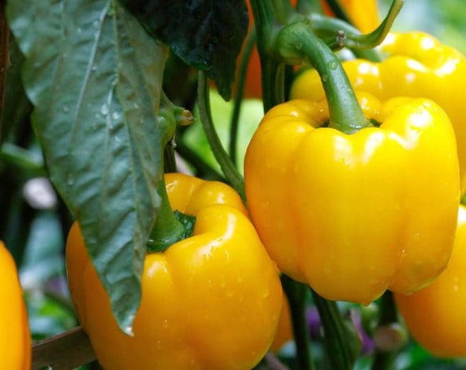 Sunbright Sweet Bell Pepper Seeds -- Organically Grown, non-GMO, Open-Pollinated, Heirloom, Made in Wisconsin - USA