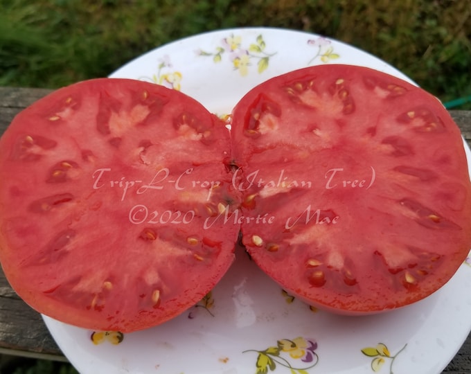 Trip-L-Crop (Italian Tree) Tomato Seeds -- Organically Grown, non-GMO, Heirloom, Made in Wisconsin - USA