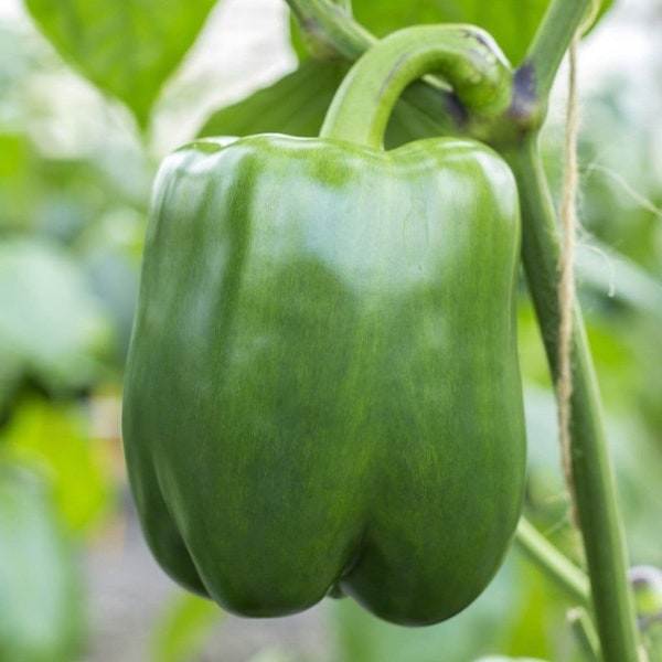 California Wonder 300 Sweet Bell Pepper Seeds -- Organically Grown, non-GMO, Heirloom, Made in Wisconsin - USA