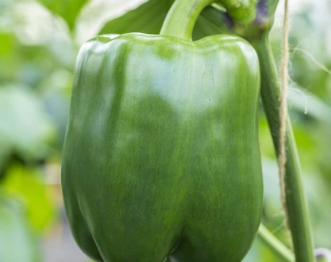 California Wonder 300 Sweet Bell Pepper Seeds -- Organically Grown, non-GMO, Heirloom, Made in Wisconsin - USA