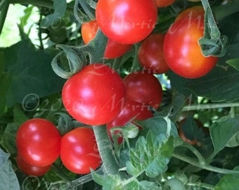 Sweetie Cherry Tomato Seeds -- Organically Grown, non-GMO, Heirloom, Made in Wisconsin - USA