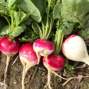 Roodkopje Red Head Radish Seed