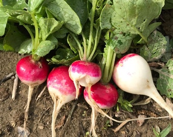 Roodkopje Red Head Radish Seed