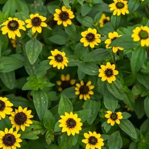 Creeping Zinnia Sanvitalia Seeds