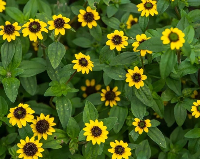 Creeping Zinnia Sanvitalia Seeds