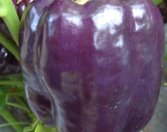Purple Beauty Sweet Bell Pepper Seeds