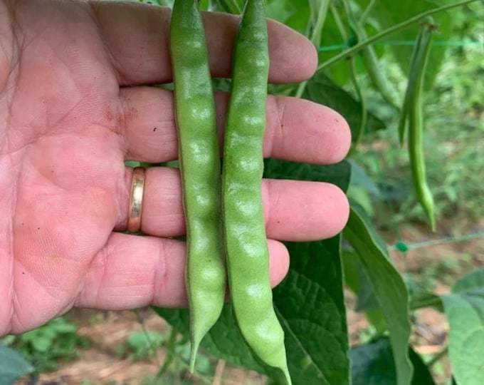 Lazy Housewife Pole Bean Seed
