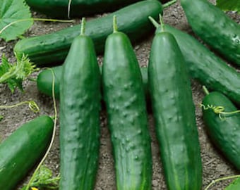 Straight Eight Cucumber Seeds -- Organically Grown, non-GMO, Heirloom, Made in Wisconsin - USA