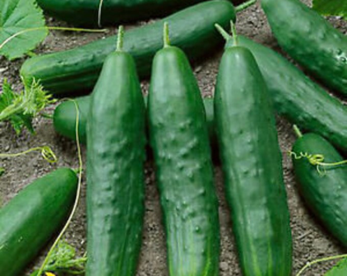 Straight Eight Cucumber Seeds -- Organically Grown, non-GMO, Heirloom, Made in Wisconsin - USA