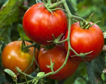Stupice Tomato Seeds -- Organically Grown, non-GMO, Heirloom, Made in Wisconsin - USA