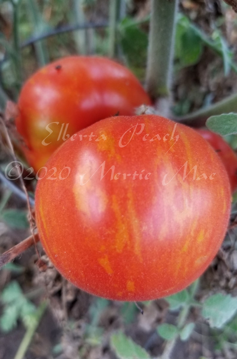 Elberta Peach Tomato Seeds Organically Grown, non-GMO, Heirloom, Made in Wisconsin USA image 1