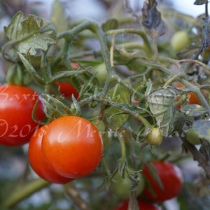 Baxter's Bush Cherry Tomato Seeds -- Organically Grown, non-GMO, Heirloom, Made in Wisconsin - USA