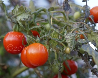 Baxter's Bush Cherry Tomato Seeds -- Organically Grown, non-GMO, Heirloom, Made in Wisconsin - USA