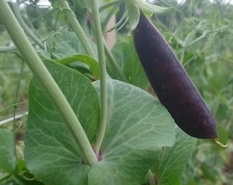 Sugar Magnolia Snap Pea Seed