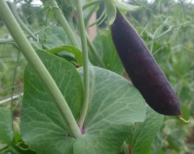 Sugar Magnolia Snap Pea Seed