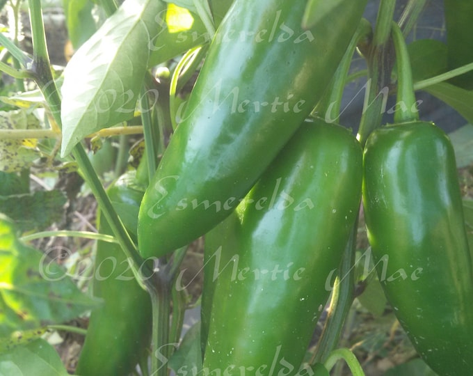 Esmeralda Jalapeno Hot Pepper Seed
