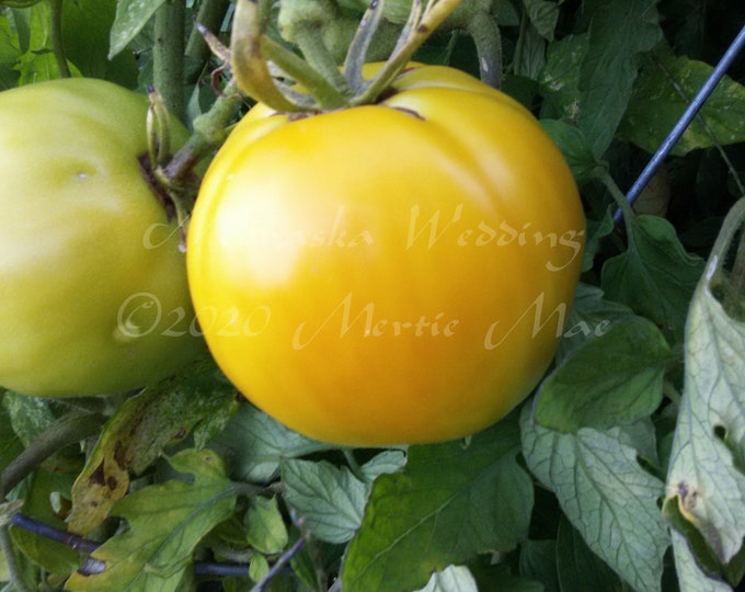 Nebraska Wedding Tomato Seeds -- Organically Grown, non-GMO, Heirloom, Made in Wisconsin - USA