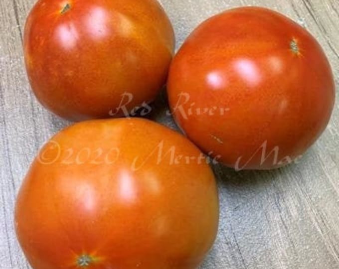 Red River Tomato Seeds -- Organically Grown, non-GMO, Heirloom, Made in Wisconsin - USA