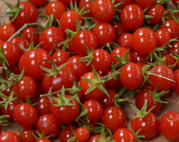 Sweet Million OP Tomato Seeds -- Organically Grown, non-GMO, Heirloom, Made in Wisconsin - USA