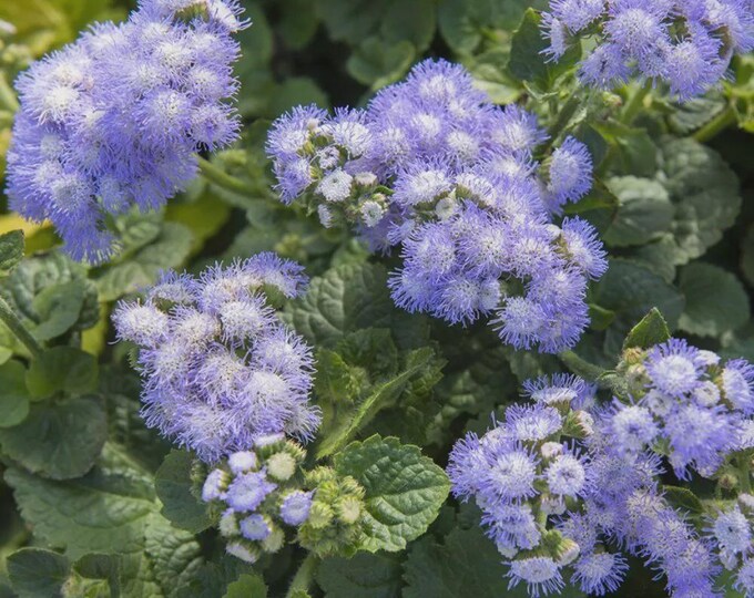 Leda Ageratum Seed -- Organically Grown, non-GMO, Heirloom, Made in Wisconsin - USA