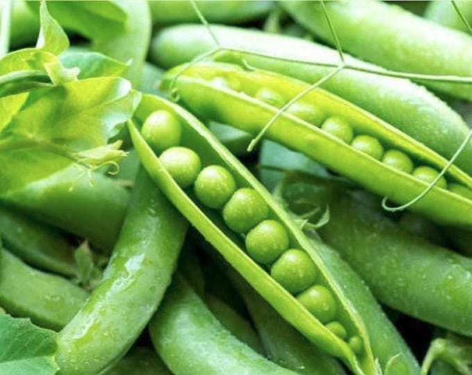 Lincoln Pea Seed