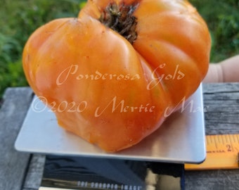 Ponderosa Gold Tomato Seeds -- Organically Grown, non-GMO, Heirloom, Made in Wisconsin - USA