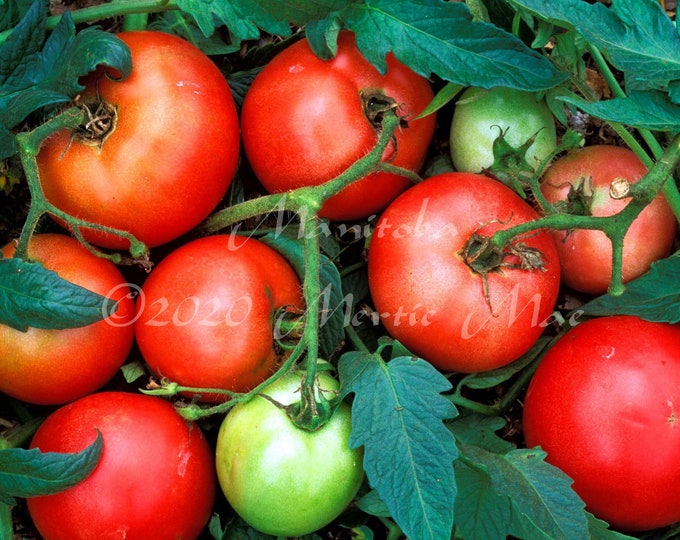 Manitoba Tomato Seeds -- Organically Grown, non-GMO, Heirloom, Made in Wisconsin - USA