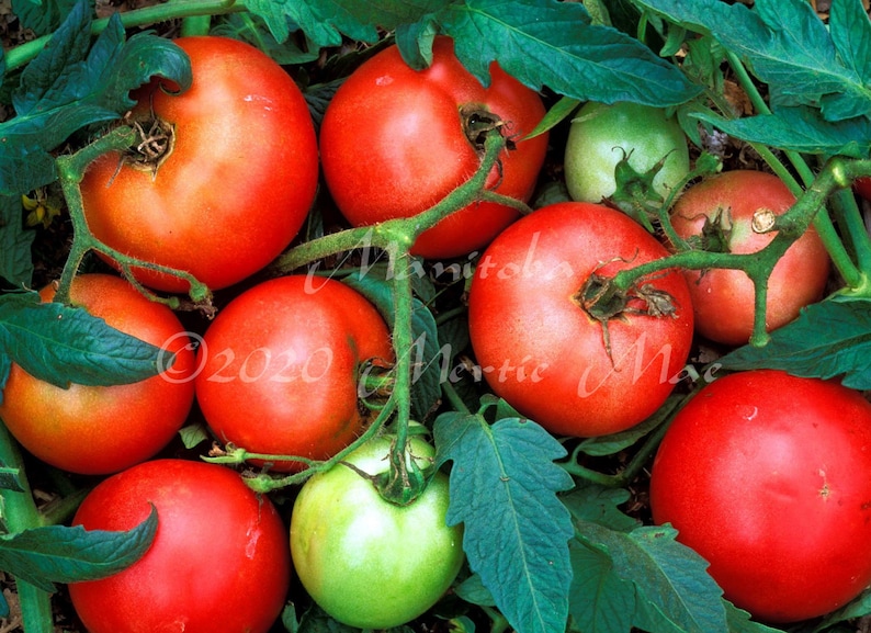 Manitoba Tomato Seeds Organically Grown Nongmo Heirloom Etsy Manitoba Tomato Seeds Organically Grown Nongmo Heirloom Etsy