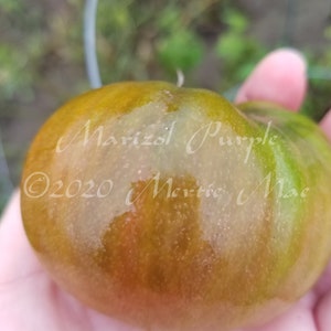 Marizol Purple Tomato Seeds Organically Grown, non-GMO, Heirloom, Made in Wisconsin USA image 2