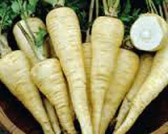Hollow Crown Parsnip Seeds