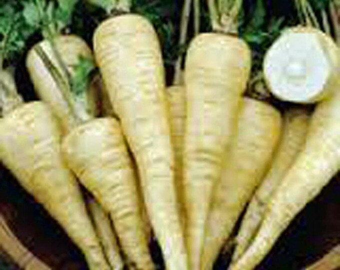 Hollow Crown Parsnip Seeds