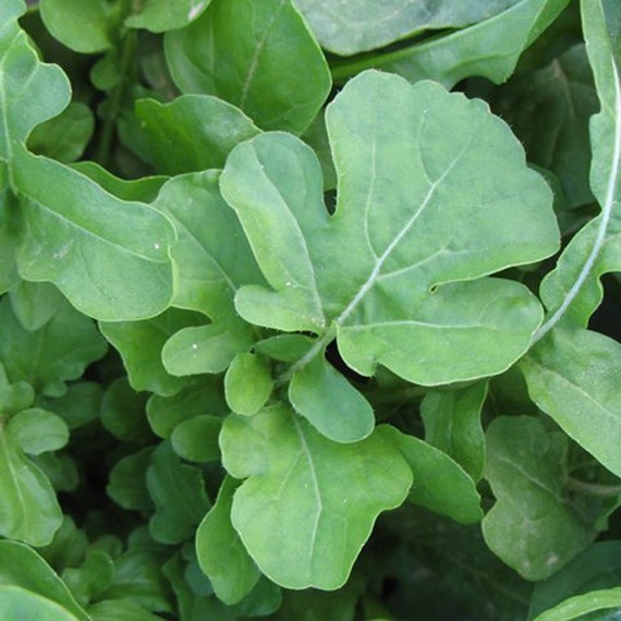 Roquette Arugula (Eruca vesicaria)