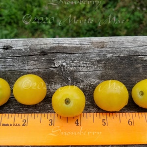 Snowberry Cherry Tomato Seeds -- Organically Grown, non-GMO, Heirloom, Made in Wisconsin - USA