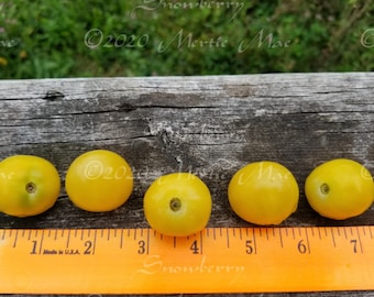Snowberry Cherry Tomato Seeds -- Organically Grown, non-GMO, Heirloom, Made in Wisconsin - USA