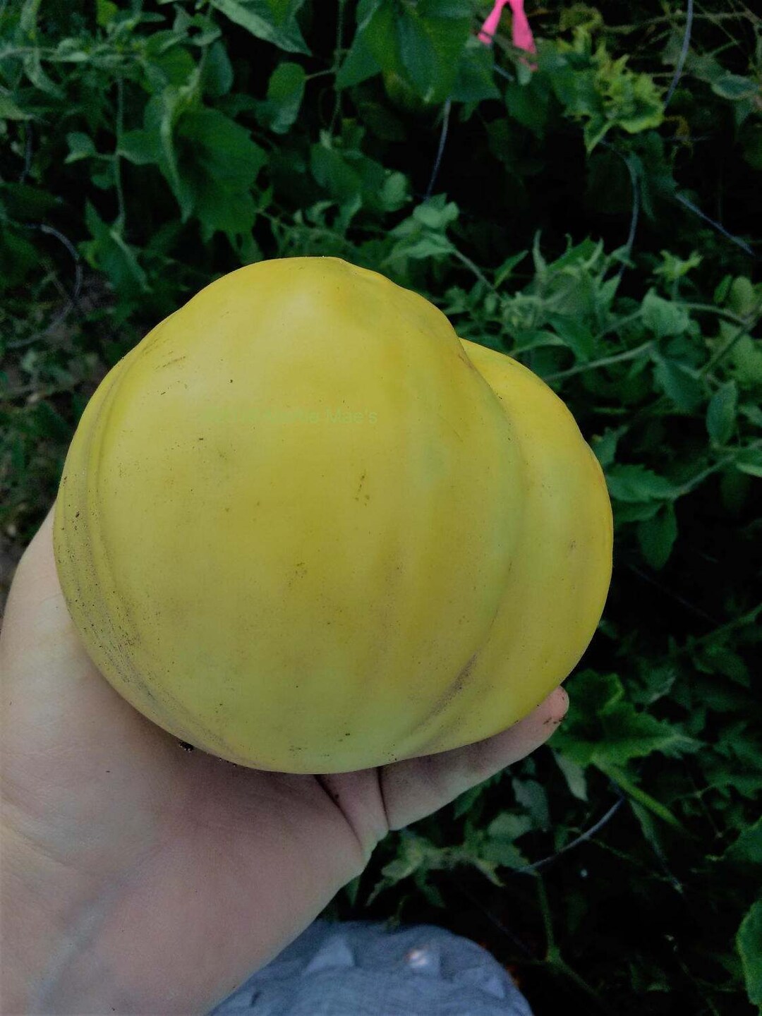 Basinga Tomato Seeds -- Organically Grown, Non-gmo, Heirloom, Made in ...