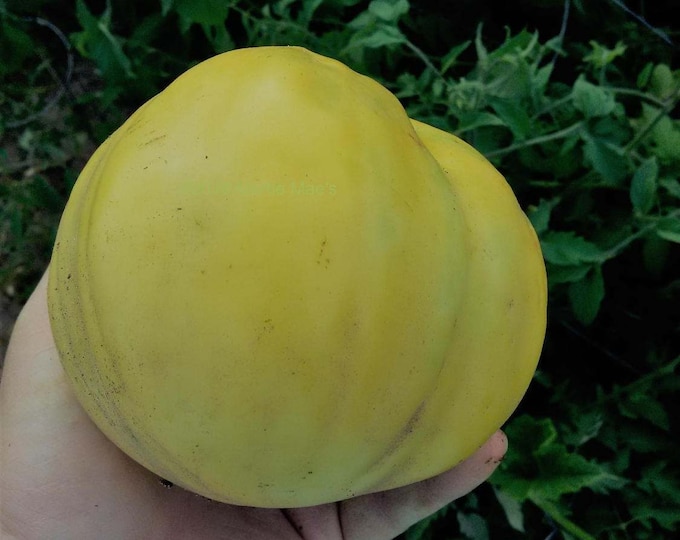 Basinga Tomato Seeds -- Organically Grown, non-GMO, Heirloom, Made in Wisconsin - USA
