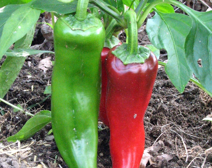 Wide Tapered Sweet Pepper Seed