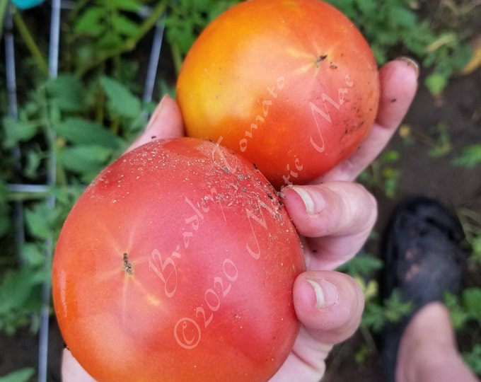 Bradley Tomato Seeds -- Organically Grown, non-GMO, Heirloom, Made in Wisconsin - USA