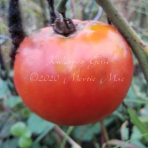 May include: A red tomato with a green stem, labeled "Kickapoo Gem 2020 Mertie Mae", growing on a vine.