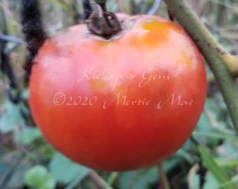 Kickapoo Gem Tomato Seeds - Organically Grown, non-GMO, Heirloom, Made in Wisconsin - USA