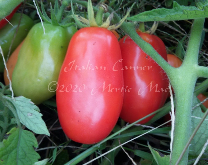 Italian Canner Tomato Seeds -- Organically Grown, non-GMO, Heirloom, Made in Wisconsin - USA