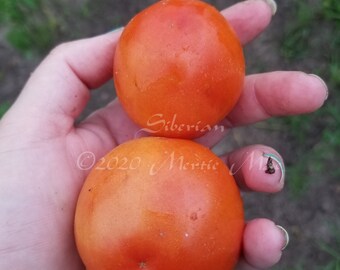 Siberian Tomato Seeds -- Organically Grown, non-GMO, Heirloom, Made in Wisconsin - USA