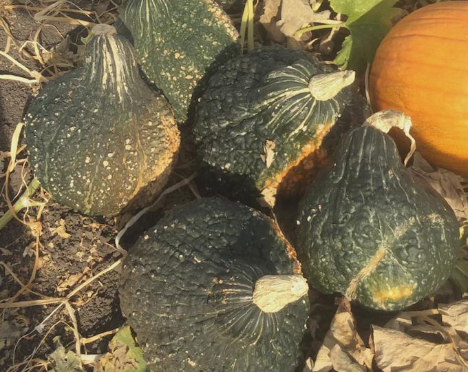 Anna Swartz Hubbard Winter Squash Seed