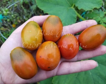 Black Plum Tomato Seeds -- Organically Grown, non-GMO, Heirloom, Made in Wisconsin - USA