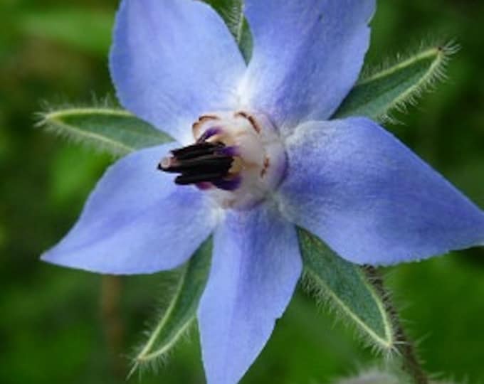 Borage Seeds
